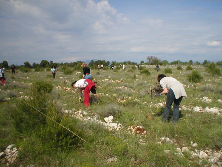 Pošumljavanje - Rizvan City