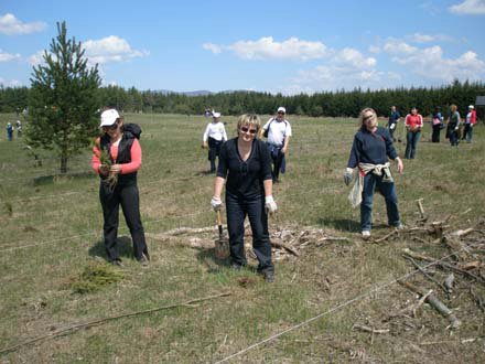 Pošumljavanje - Rizvan City
